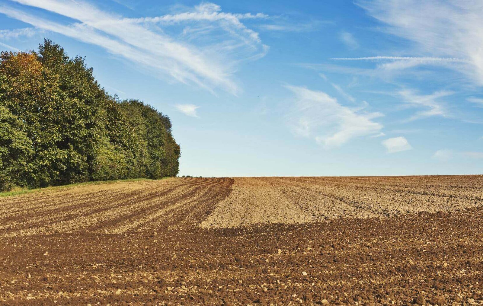 Campo